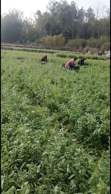 阳山县阳山农家枸杞