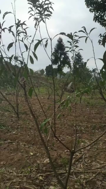 黔西市贵州蜂糖李:品种镇宁六马蜂糖李。栽种地理位置:贵州黔西市