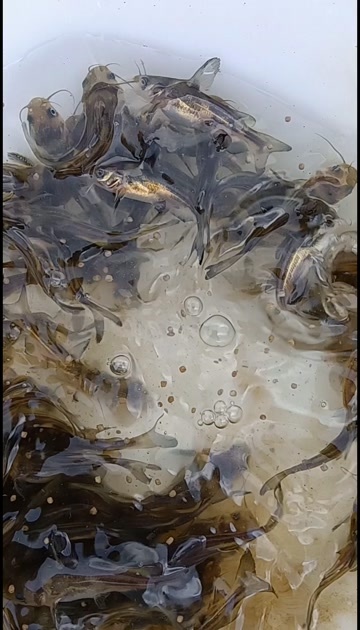 高州市优质黄骨鱼苗活力强成活率高现货供应