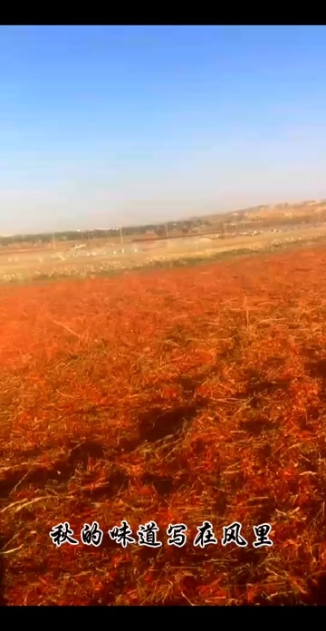 新疆安集海线辣椒深加工，中国辣椒之乡，品质有保证，香辣型！