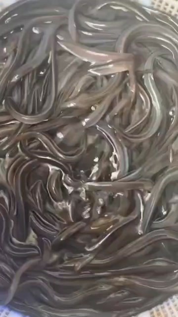 高州市鳗鱼苗  水产种苗品质保证