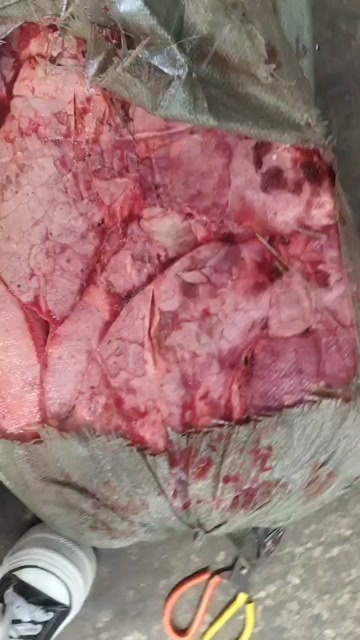 猪肺