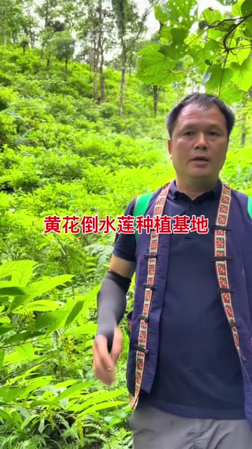 黄花倒水莲，黄花远志，观音串苗