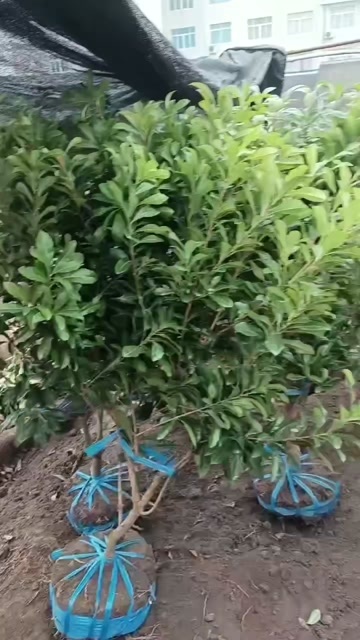 仙居县杨梅苗