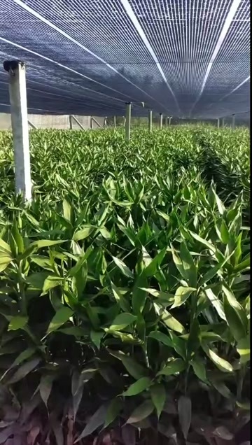 沭阳县江苏沭阳精品富贵竹水培植物盆栽观赏绿植苗木基地直供