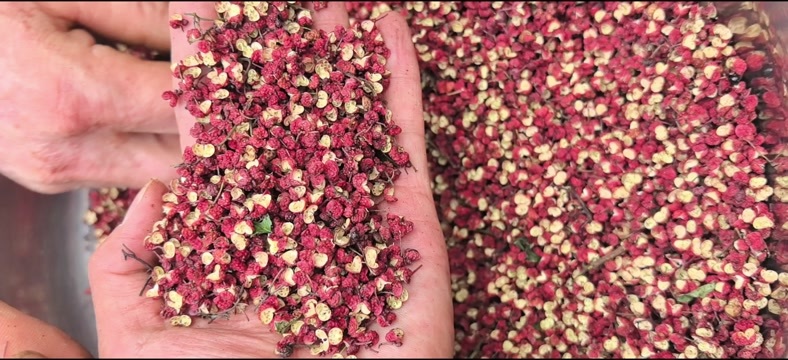 文县甘肃，武都花椒，茂汶花椒