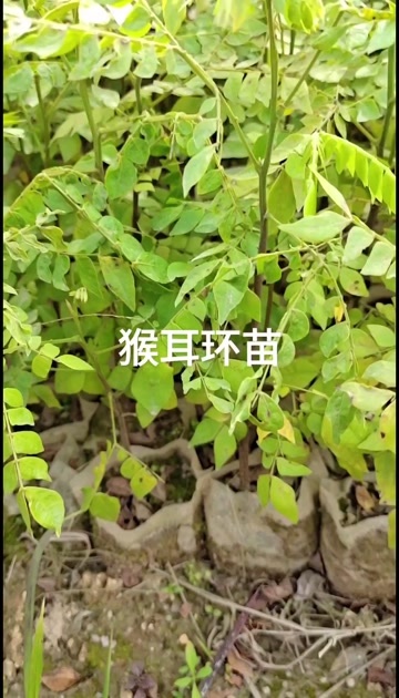 灵山县猴耳环