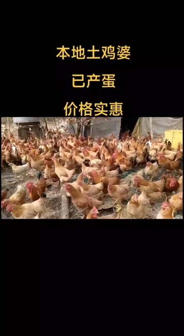 上高县黑鸡