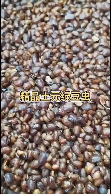 郓城县精品土元，低价出售土元幼虫，土元卵块