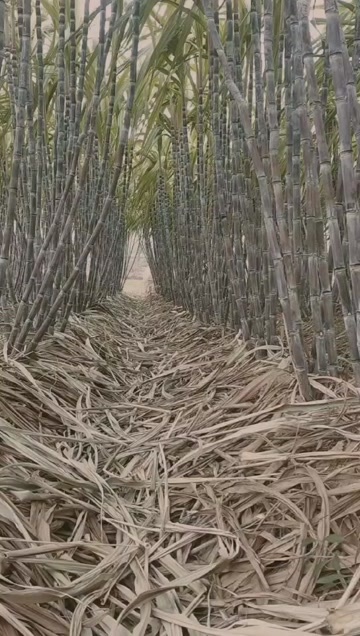 枣阳市特色农副产品水果甘蔗