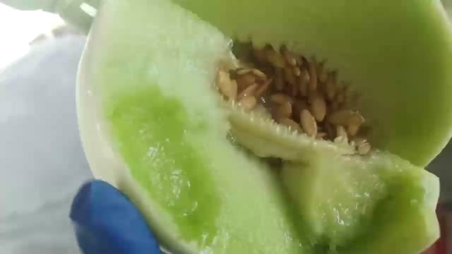 莘县网红冰激淋玉菇甜瓜