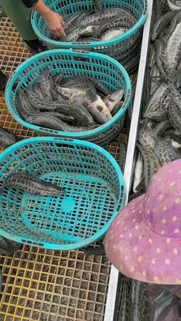 黑鱼