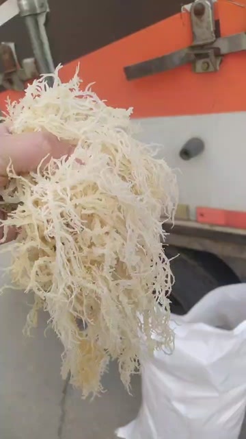 滕州市龙须菜