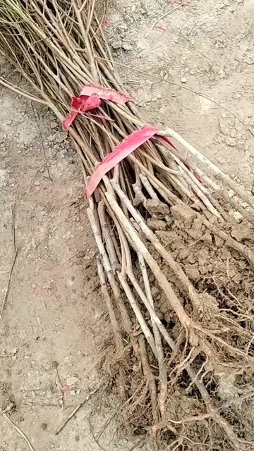 丰县桃树苗