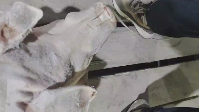 太康县出售母猪头