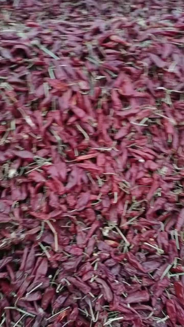 150吨北京红，42斤一袋，椒板大，色泽好，带把，没籽。