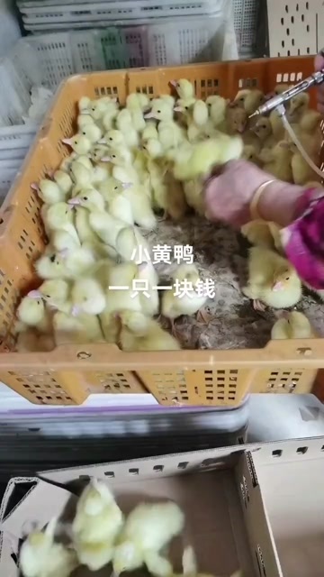 临清市鸭苗 麻鸭苗@吉 火鸭苗 番鸭苗  杂交鸭  蛋鸭苗 肉鸭苗