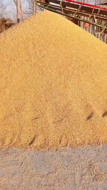 菏泽养殖专用碎玉米