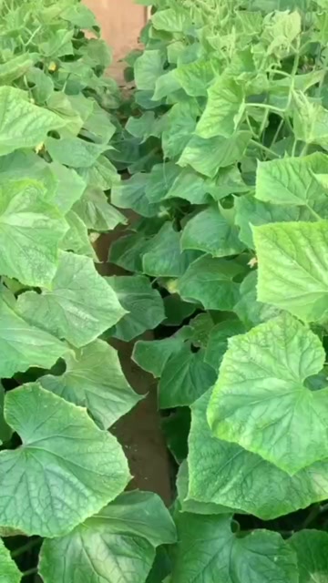 杀菌剂甲霜恶霉灵 30%甲霜噁霉灵根腐病死苗烂根枯萎病猝倒病