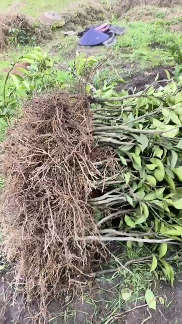 优质沃柑苗  保质保量假一赔十，基地直销包湿发货