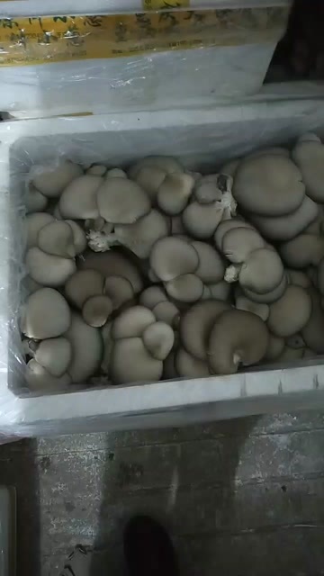 重庆梁平新鲜平菇食用菌批发源头供货优选产地直发