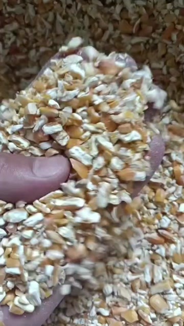 郓城县养殖专用碎玉米