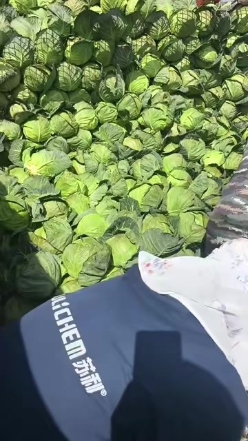 陆良县云南，精品铁头，2-4 大量有货，价格不高。用的联系