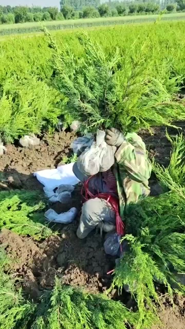 小龙柏，龙柏柱，龙柏球