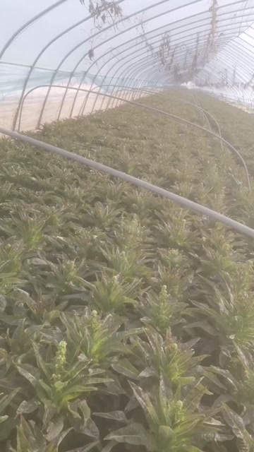 宿州红叶莴笋