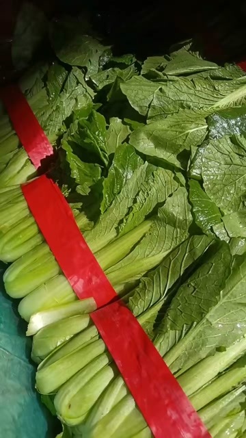 邯郸优质小白菜常年供应