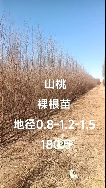 绛县山桃苗