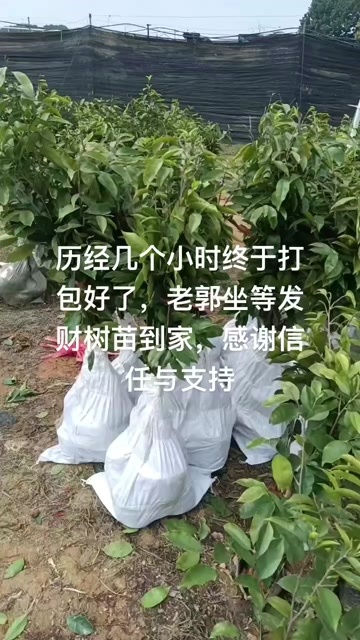 茂名优质种苗春天种植好季节