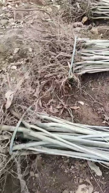 桃源县锥栗苗