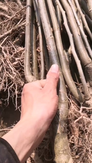 桃源县黄桃苗