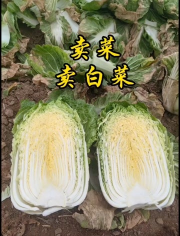 新野县黄心白菜，单颗重2-6斤无黑根，虫眼