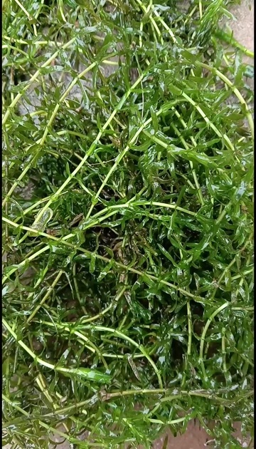 桑植县水草，轮叶黑藻，蜈蚣草