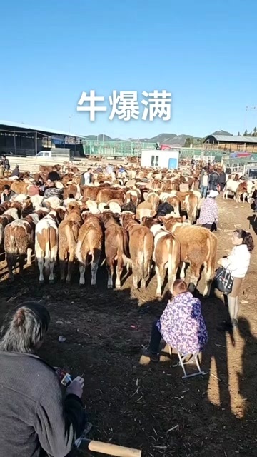 威宁县西门塔尔牛