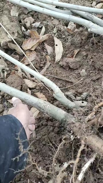 桃源县板栗苗