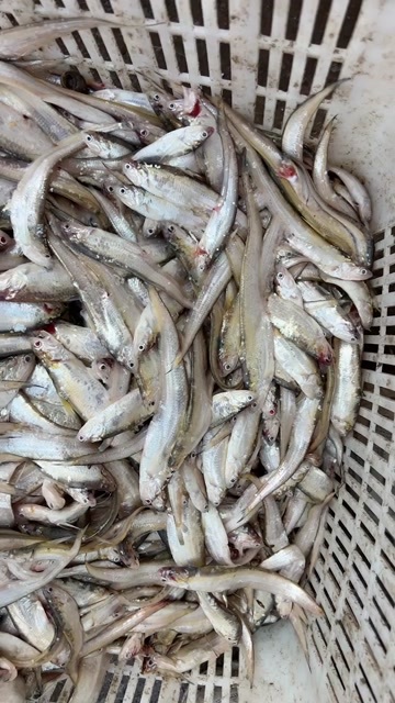 鱼台县鲜毛刀
