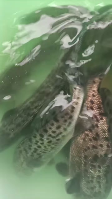诏安县赤嘴鳘鱼苗