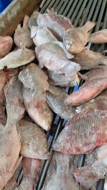 江门活冻罗非鱼  福寿鱼。
