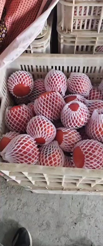 山东青岛平度西红柿新鲜采摘当天发货蔬菜水果食材批发零售