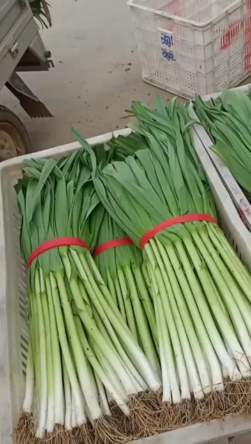 新鲜蒜苗直供源自山东临沂沂水县农家优质种植