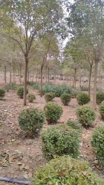 大量出售8-15公分大叶女贞