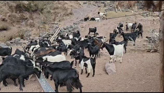 威宁县贵州高山放山羊
