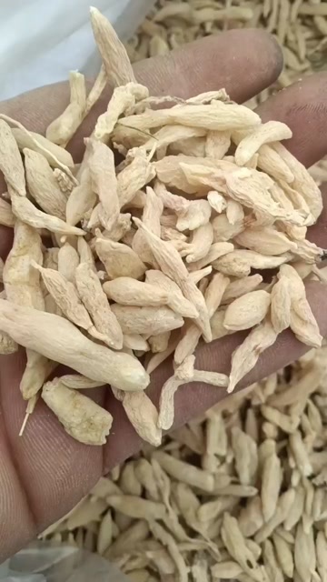 麦冬