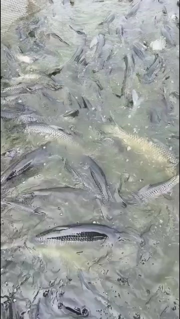 昆明金草鱼苗