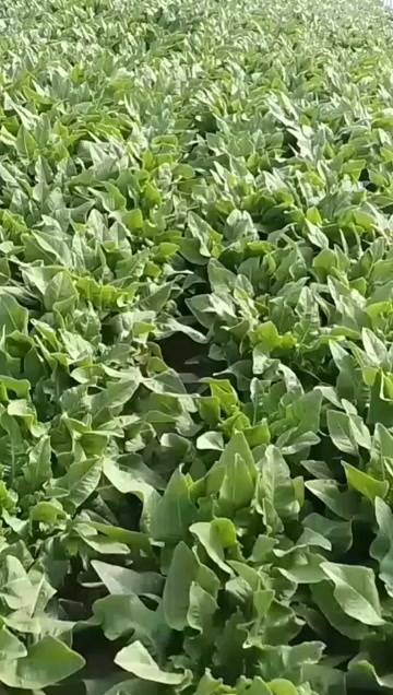 武汉中颗油麦菜
