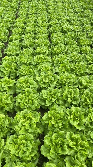 陆良县意大利生菜