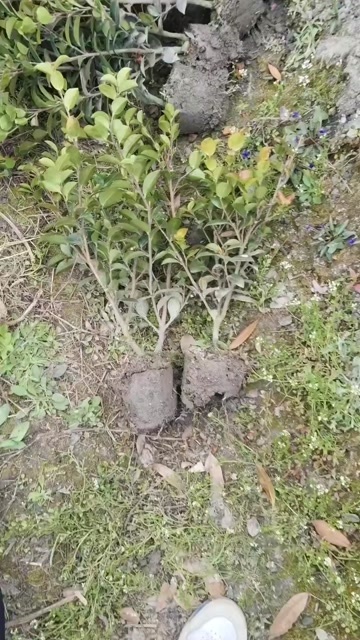 成都茶梅笼子高度40，冠幅40